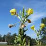 Fotografia 9 da espécie Oenothera biennis do Jardim Botânico UTAD