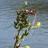 Fotografia 10 da espécie Oenothera biennis do Jardim Botânico UTAD