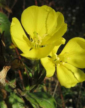 Fotografia 11 da espécie Oenothera biennis no Jardim Botânico UTAD