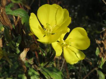 Fotografia da espécie Oenothera biennis