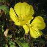 Fotografia 11 da espécie Oenothera biennis do Jardim Botânico UTAD