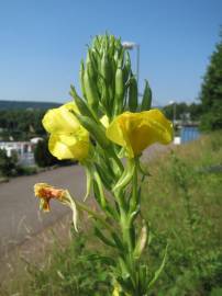 Fotografia da espécie Oenothera biennis