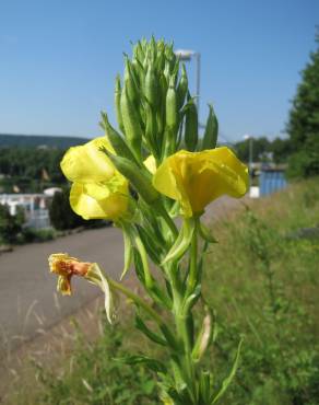 Fotografia 12 da espécie Oenothera biennis no Jardim Botânico UTAD