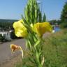 Fotografia 12 da espécie Oenothera biennis do Jardim Botânico UTAD