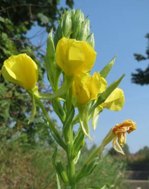 Fotografia 13 da espécie Oenothera biennis no Jardim Botânico UTAD