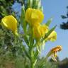 Fotografia 13 da espécie Oenothera biennis do Jardim Botânico UTAD