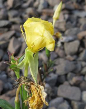 Fotografia 14 da espécie Oenothera biennis no Jardim Botânico UTAD