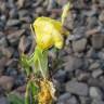 Fotografia 14 da espécie Oenothera biennis do Jardim Botânico UTAD