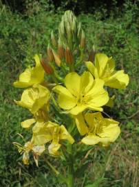 Fotografia da espécie Oenothera biennis