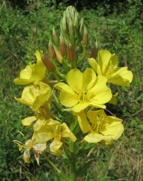 Fotografia 15 da espécie Oenothera biennis no Jardim Botânico UTAD