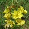 Fotografia 15 da espécie Oenothera biennis do Jardim Botânico UTAD