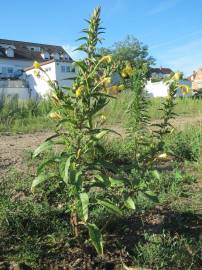 Fotografia da espécie Oenothera biennis