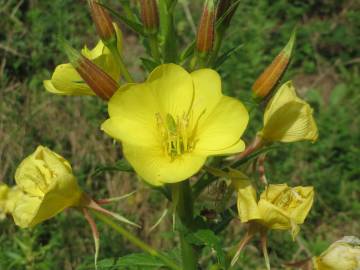 Fotografia da espécie Oenothera biennis