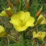 Fotografia 17 da espécie Oenothera biennis do Jardim Botânico UTAD