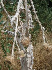 Fotografia da espécie Onopordum acanthium subesp. acanthium