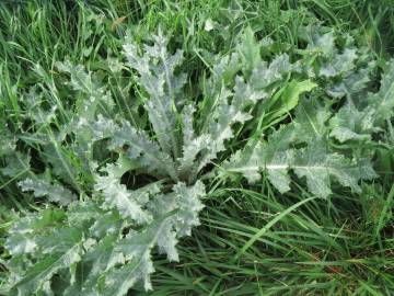 Fotografia da espécie Onopordum acanthium subesp. acanthium