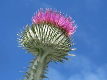 Fotografia da espécie Onopordum acanthium subesp. acanthium