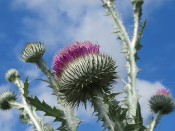 Fotografia da espécie Onopordum acanthium subesp. acanthium