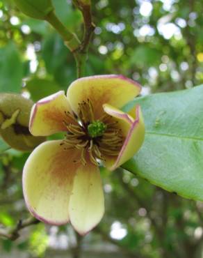 Fotografia 11 da espécie Michelia figo no Jardim Botânico UTAD