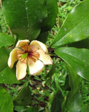 Fotografia 15 da espécie Michelia figo no Jardim Botânico UTAD