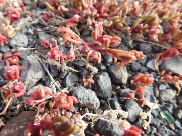 Fotografia da espécie Mesembryanthemum nodiflorum