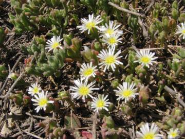 Fotografia da espécie Mesembryanthemum nodiflorum