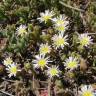 Fotografia 12 da espécie Mesembryanthemum nodiflorum do Jardim Botânico UTAD