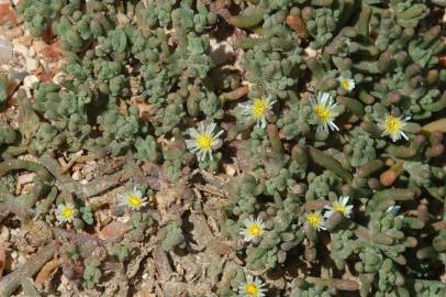 Fotografia da espécie Mesembryanthemum nodiflorum