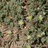 Fotografia 13 da espécie Mesembryanthemum nodiflorum do Jardim Botânico UTAD
