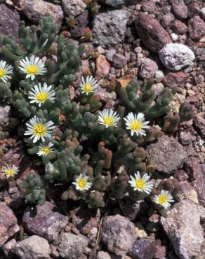 Fotografia 14 da espécie Mesembryanthemum nodiflorum no Jardim Botânico UTAD