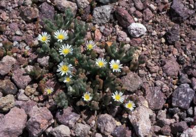 Fotografia da espécie Mesembryanthemum nodiflorum