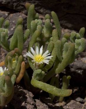 Fotografia 15 da espécie Mesembryanthemum nodiflorum no Jardim Botânico UTAD