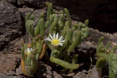 Fotografia da espécie Mesembryanthemum nodiflorum