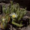 Fotografia 15 da espécie Mesembryanthemum nodiflorum do Jardim Botânico UTAD