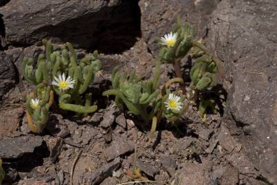 Fotografia da espécie Mesembryanthemum nodiflorum