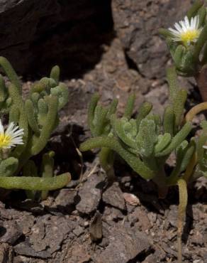 Fotografia 17 da espécie Mesembryanthemum nodiflorum no Jardim Botânico UTAD