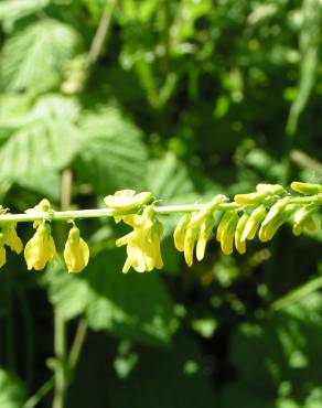 Fotografia 6 da espécie Melilotus officinalis no Jardim Botânico UTAD