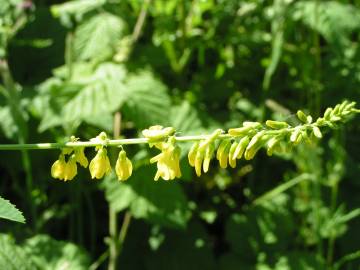 Fotografia da espécie Melilotus officinalis