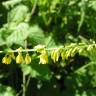 Fotografia 6 da espécie Melilotus officinalis do Jardim Botânico UTAD