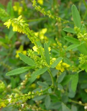 Fotografia 7 da espécie Melilotus officinalis no Jardim Botânico UTAD