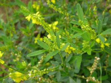 Fotografia da espécie Melilotus officinalis