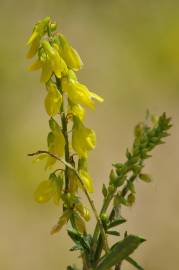 Fotografia da espécie Melilotus officinalis