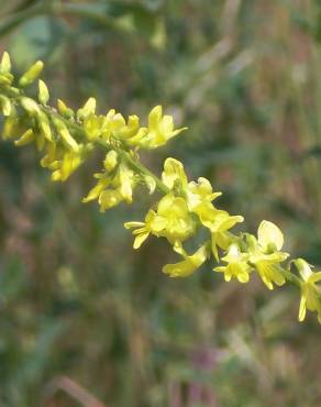 Fotografia 10 da espécie Melilotus officinalis no Jardim Botânico UTAD