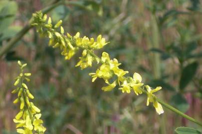 Fotografia da espécie Melilotus officinalis