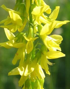 Fotografia 11 da espécie Melilotus officinalis no Jardim Botânico UTAD