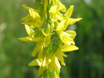 Fotografia da espécie Melilotus officinalis