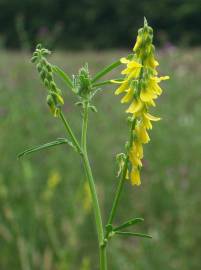 Fotografia da espécie Melilotus officinalis