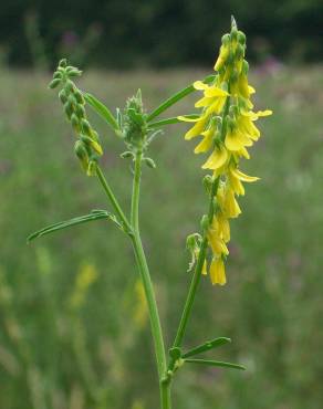 Fotografia 12 da espécie Melilotus officinalis no Jardim Botânico UTAD