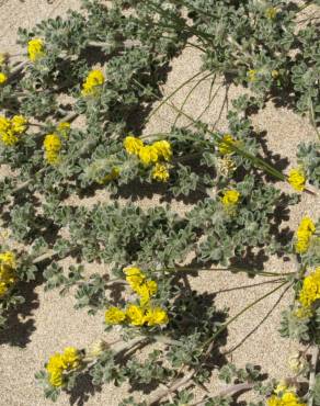 Fotografia 11 da espécie Medicago marina no Jardim Botânico UTAD