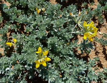 Fotografia da espécie Medicago marina